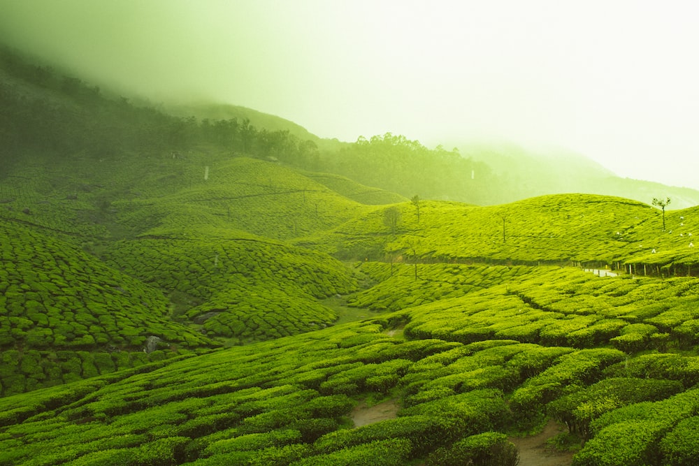 munnar